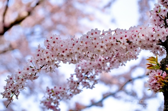 Bloesempark_spring_cherry_blossoms_Het_Amsterdamse_Bos_Dutch_nature_Amsterdam_Netherlands_Landscape_Photography_018_Canon_EOS_5D_Mark_IV.JPG