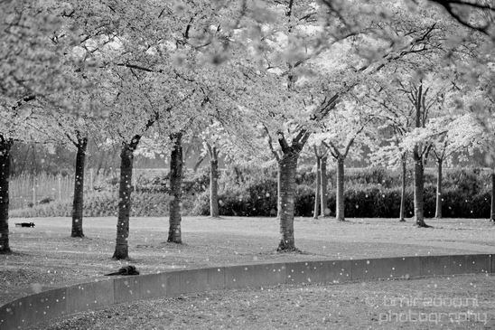 Bloesempark_spring_cherry_blossoms_Het_Amsterdamse_Bos_Dutch_nature_Amsterdam_Netherlands_Landscape_Photography_019_Canon_EOS_5D_Mark_IV.JPG