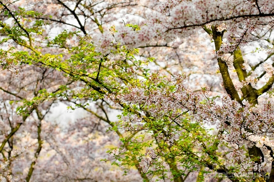 Bloesempark_spring_cherry_blossoms_Het_Amsterdamse_Bos_Dutch_nature_Amsterdam_Netherlands_Landscape_Photography_022_Canon_EOS_5D_Mark_IV.JPG