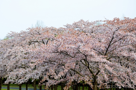 Bloesempark_spring_cherry_blossoms_Het_Amsterdamse_Bos_Dutch_nature_Amsterdam_Netherlands_Landscape_Photography_024_Canon_EOS_5D_Mark_IV.JPG