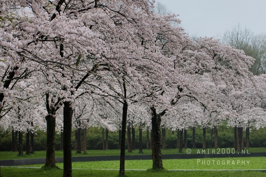 Bloesempark_spring_cherry_blossoms_Het_Amsterdamse_Bos_Dutch_nature_Amsterdam_Netherlands_Landscape_Photography_025_Canon_EOS_5D_Mark_IV.JPG