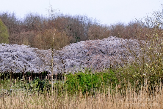 Bloesempark_spring_cherry_blossoms_Het_Amsterdamse_Bos_Dutch_nature_Amsterdam_Netherlands_Landscape_Photography_026_Canon_EOS_5D_Mark_IV.JPG
