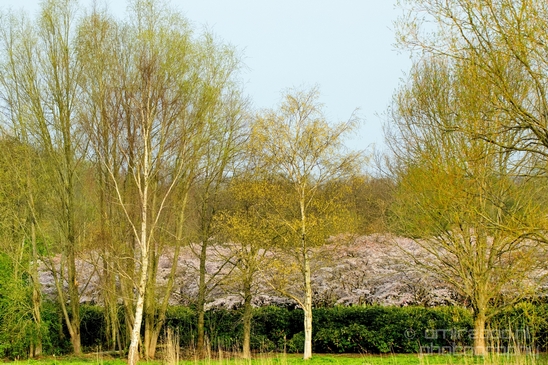 Bloesempark_spring_cherry_blossoms_Het_Amsterdamse_Bos_Dutch_nature_Amsterdam_Netherlands_Landscape_Photography_027_Canon_EOS_5D_Mark_IV.JPG