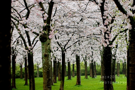 Bloesempark_spring_cherry_blossoms_Het_Amsterdamse_Bos_Dutch_nature_Amsterdam_Netherlands_Landscape_Photography_028_Canon_EOS_5D_Mark_IV.JPG