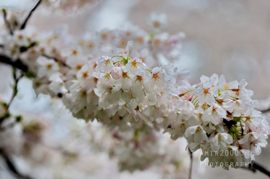 Bloesempark_spring_cherry_blossoms_Het_Amsterdamse_Bos_Dutch_nature_Amsterdam_Netherlands_Landscape_Photography_031_Canon_EOS_5D_Mark_IV.JPG