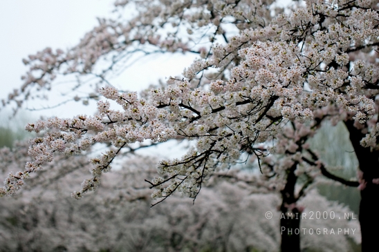 Bloesempark_spring_cherry_blossoms_Het_Amsterdamse_Bos_Dutch_nature_Amsterdam_Netherlands_Landscape_Photography_034_Canon_EOS_5D_Mark_IV.JPG