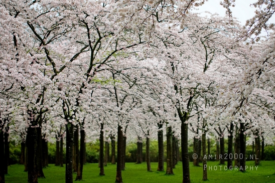 Bloesempark_spring_cherry_blossoms_Het_Amsterdamse_Bos_Dutch_nature_Amsterdam_Netherlands_Landscape_Photography_035_Canon_EOS_5D_Mark_IV.JPG