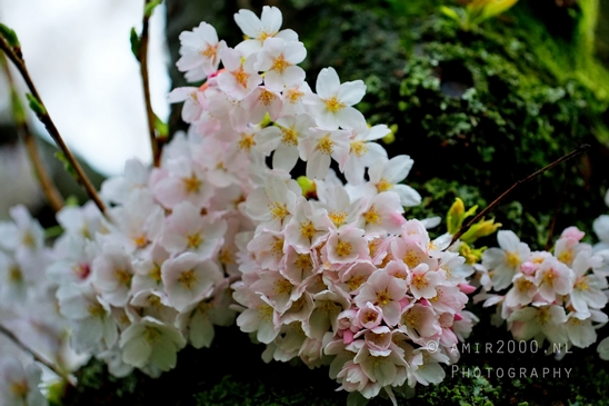 Bloesempark_spring_cherry_blossoms_Het_Amsterdamse_Bos_Dutch_nature_Amsterdam_Netherlands_Landscape_Photography_037_Canon_EOS_5D_Mark_IV.JPG
