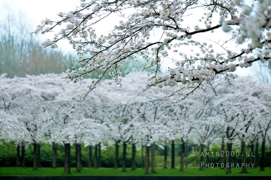 Bloesempark_spring_cherry_blossoms_Het_Amsterdamse_Bos_Dutch_nature_Amsterdam_Netherlands_Landscape_Photography_038_Canon_EOS_5D_Mark_IV.JPG
