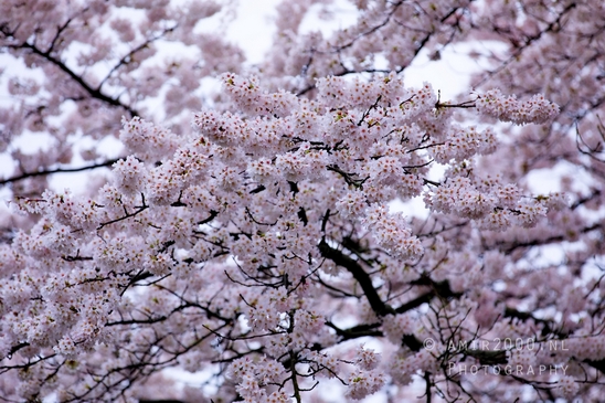 Bloesempark_spring_cherry_blossoms_Het_Amsterdamse_Bos_Dutch_nature_Amsterdam_Netherlands_Landscape_Photography_039_Canon_EOS_5D_Mark_IV.JPG