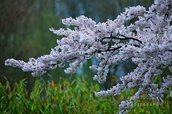Bloesempark_spring_cherry_blossoms_Het_Amsterdamse_Bos_Dutch_nature_Amsterdam_Netherlands_Landscape_Photography_040_Canon_EOS_5D_Mark_IV.JPG
