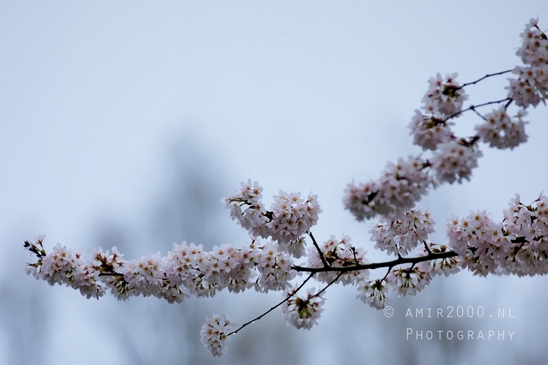 Bloesempark_spring_cherry_blossoms_Het_Amsterdamse_Bos_Dutch_nature_Amsterdam_Netherlands_Landscape_Photography_043_Canon_EOS_5D_Mark_IV.JPG