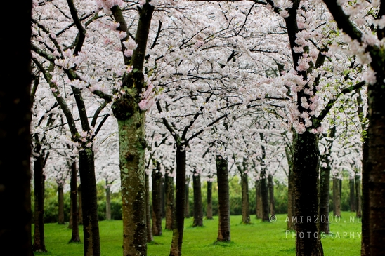 Bloesempark_spring_cherry_blossoms_Het_Amsterdamse_Bos_Dutch_nature_photography_28.JPG