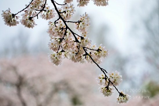 Bloesempark_spring_cherry_blossoms_Het_Amsterdamse_Bos_Dutch_nature_photography_30.JPG