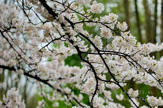 Bloesempark_spring_cherry_blossoms_Het_Amsterdamse_Bos_Dutch_nature_photography_34.JPG