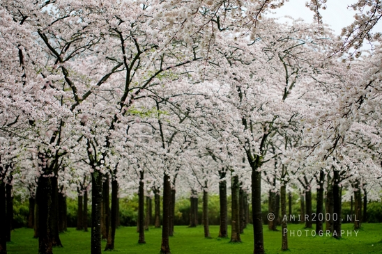 Bloesempark_spring_cherry_blossoms_Het_Amsterdamse_Bos_Dutch_nature_photography_35.JPG