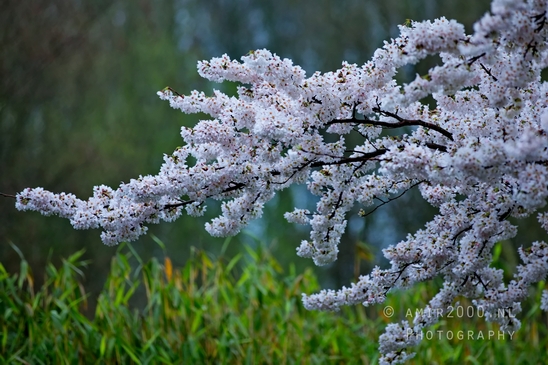 Bloesempark_spring_cherry_blossoms_Het_Amsterdamse_Bos_Dutch_nature_photography_39.JPG