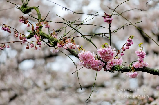 Bloesempark_spring_cherry_blossoms_Het_Amsterdamse_Bos_Dutch_nature_photography_42.JPG