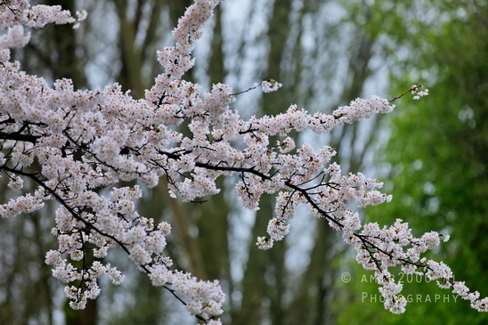 Bloesempark_spring_cherry_blossoms_Het_Amsterdamse_Bos_Dutch_nature_photography_43.JPG