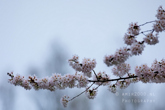 Bloesempark_spring_cherry_blossoms_Het_Amsterdamse_Bos_Dutch_nature_photography_44.JPG