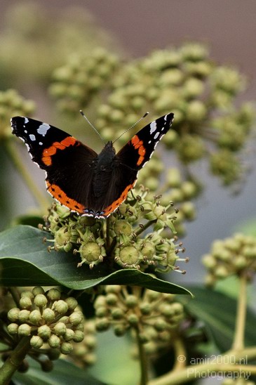 Butterfly_Nature_Landscape_Photography_001_Canon_EOS_7D.JPG