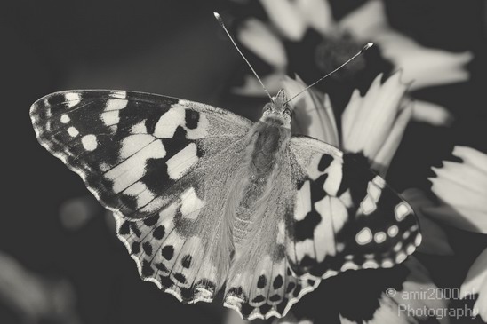 Butterfly_nature_macro_Landscape_Photography_002_Canon_EOS_5D_Mark_IV.JPG