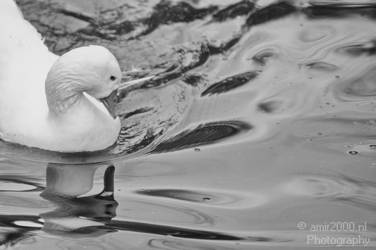 Call_Duck_Nature_animal_Landscape_Photography_001_Canon_EOS_5D_Mark_IV.JPG