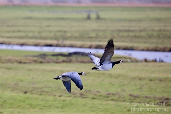 Canada_Goose_Geese_Gans_nature_winter_north_holland_Landscape_Photography_001_Canon_EOS_5D_Mark_IV.JPG