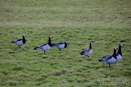 Canada_Goose_Geese_Gans_nature_winter_north_holland_Landscape_Photography_002_Canon_EOS_5D_Mark_IV.JPG
