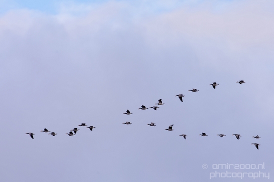 Canada_Goose_Geese_Gans_nature_winter_north_holland_Landscape_Photography_004_Canon_EOS_5D_Mark_IV.JPG