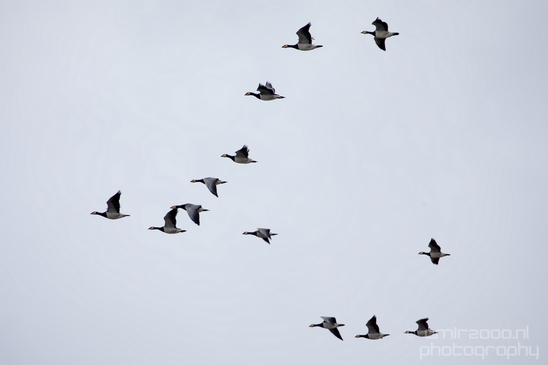 Canada_Goose_Geese_Gans_nature_winter_north_holland_Landscape_Photography_005_Canon_EOS_5D_Mark_IV.JPG