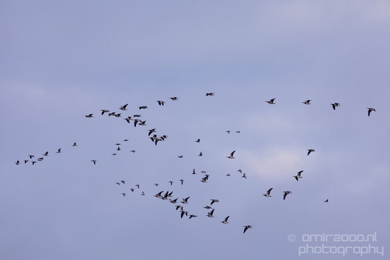 Canada_Goose_Geese_Gans_nature_winter_north_holland_Landscape_Photography_006_Canon_EOS_5D_Mark_IV.JPG