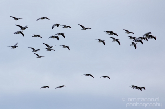 Canada_Goose_Geese_Gans_nature_winter_north_holland_Landscape_Photography_007_Canon_EOS_5D_Mark_IV.JPG