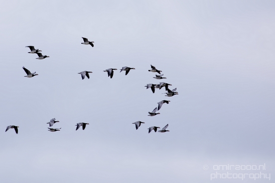 Canada_Goose_Geese_Gans_nature_winter_north_holland_Landscape_Photography_008_Canon_EOS_5D_Mark_IV.JPG