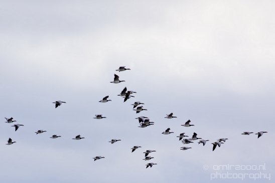 Canada_Goose_Geese_Gans_nature_winter_north_holland_Landscape_Photography_009_Canon_EOS_5D_Mark_IV.JPG