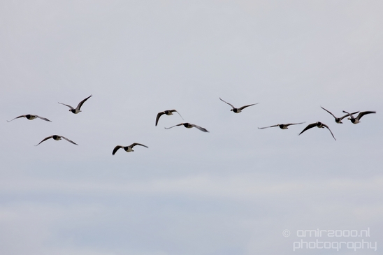 Canada_Goose_Geese_Gans_nature_winter_north_holland_Landscape_Photography_010_Canon_EOS_5D_Mark_IV.JPG