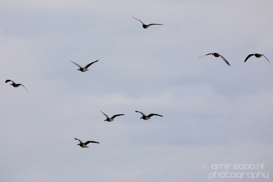 Canada_Goose_Geese_Gans_nature_winter_north_holland_Landscape_Photography_011_Canon_EOS_5D_Mark_IV.JPG
