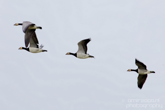 Canada_Goose_Geese_Gans_nature_winter_north_holland_Landscape_Photography_013_Canon_EOS_5D_Mark_IV.JPG