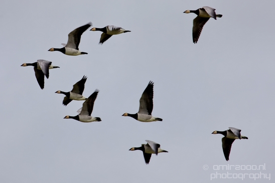 Canada_Goose_Geese_Gans_nature_winter_north_holland_Landscape_Photography_014_Canon_EOS_5D_Mark_IV.JPG