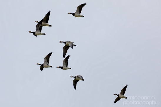 Canada_Goose_Geese_Gans_nature_winter_north_holland_Landscape_Photography_015_Canon_EOS_5D_Mark_IV.JPG