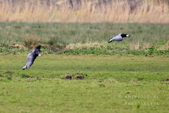 Canada_Goose_Geese_Gans_nature_winter_north_holland_Photography_Landscape_001_Canon_EOS_5D_Mark_IV.JPG