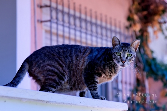 Cat_Felis_catus_domestic_animal_nature_Landscape_Photography_001_Canon_EOS_5D_Mark_IV.JPG