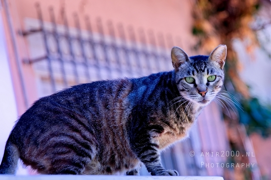 Cat_Felis_catus_domestic_animal_nature_Landscape_Photography_002_Canon_EOS_5D_Mark_IV.JPG