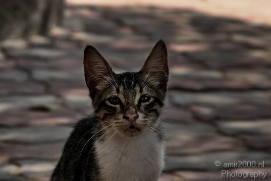 Cat_Nature_Landscape_Photography_001_Canon_EOS_400D_DIGITAL.JPG