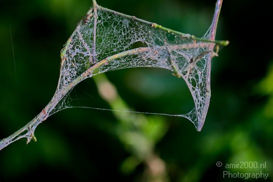 Cobweb_on_a_plant_nature_macro_Landscape_Photography_001_Canon_EOS_5D_Mark_IV.JPG