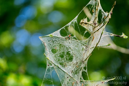 Cobweb_on_a_plant_nature_macro_Landscape_Photography_002_Canon_EOS_5D_Mark_IV.JPG