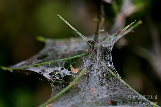 Cobweb_on_a_plant_nature_macro_Landscape_Photography_003_Canon_EOS_5D_Mark_IV.JPG
