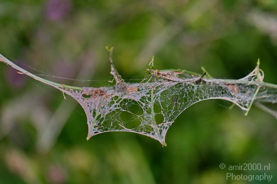 Cobweb_on_a_plant_nature_macro_Landscape_Photography_004_Canon_EOS_5D_Mark_IV.JPG