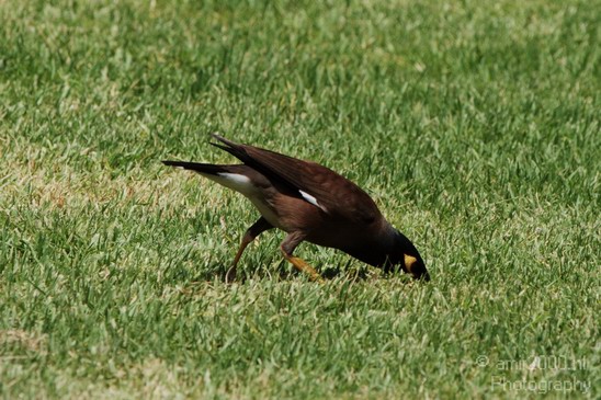 Common_Myna_Nature_Landscape_Photography_002_Canon_EOS_7D.JPG