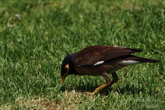 Common_Myna_Nature_Landscape_Photography_003_Canon_EOS_7D.JPG